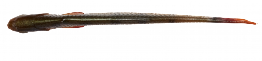 CRAFT DYING MINNOW 5 pcs