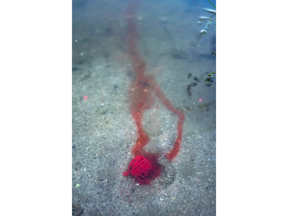 Chytil Pandemia Boilies 16mm