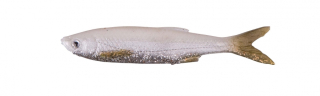 LB 3D BLEAK REAL TAIL 4ks 13,5 cm White Silver