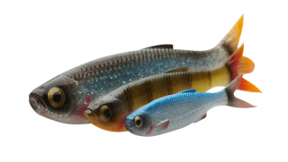 CRAFT DYING MINNOW 5 pcs